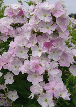 Floks 'Cool Water' (Phlox paniculata) sadzonka korzeniowa, białe / w odcieniu białym, fioletowe / w odcieniu fioletowym, kwiaty dwubarwne