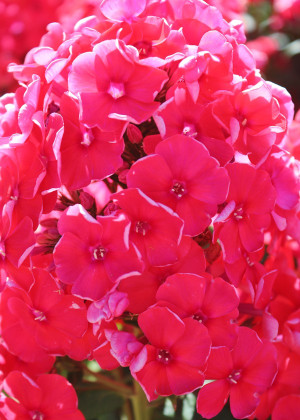 Floks 'Younique Orange' (Phlox paniculata) pojemnik P13 (doniczka 13x13x13cm), pomarańczowe / w odcieniu pomarańczowym