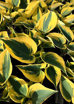 Funkia 'Autumn Frost' (Hosta) pojemnik P9 (doniczka 9x9x10cm), fioletowe / w odcieniu fioletowym