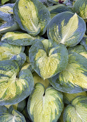 Funkia 'Great Expectation' (Hosta) pojemnik P11 (doniczka 11X11X12cm); 1 szt., białe / w odcieniu białym