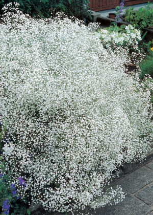 Gipsówka wiechowata 'White Festival' (Gypsophilla paniculata) pojemnik C2 (doniczka okrągła 2 litry), białe / w odcieniu białym
