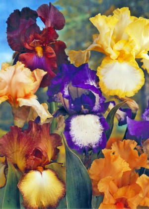 Irys bródkowy mix 5 szt. (Iris germanica) sadzonka korzeniowa, mieszanka kolorów