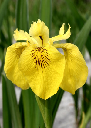 Irys żółty (Iris pseudacorus) (Iris pseudacorus) pojemnik P13 (doniczka 13x13x13cm), żółte / w odcieniu żółtym