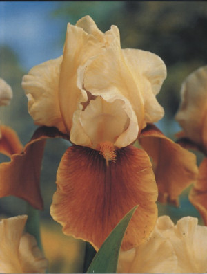 Irys amerykański 'Broadway Star' (Iris germanica) sadzonka korzeniowa, żółte / w odcieniu żółtym, brązowe / w odcieniu brązowym