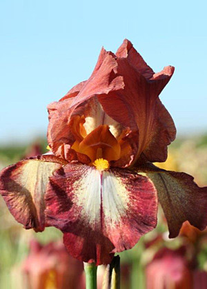 Irys amerykański 'Rimfire' (Iris germanica) sadzonka korzeniowa, brązowe / w odcieniu brązowym