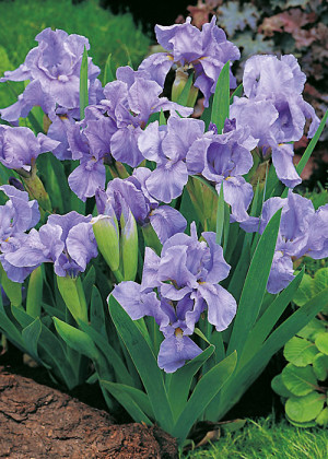 Irys miniaturowy 'Hamburger Nacht' (Iris pumila) sadzonka korzeniowa, niebieskie / w odcieniu niebieskim