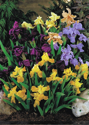 [Zestaw] Irys miniaturowy 5 kolorów