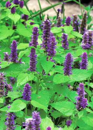 Kłosowiec 'Golden Jubilee' (Agastache) pojemnik P9 (doniczka 9x9x10cm),