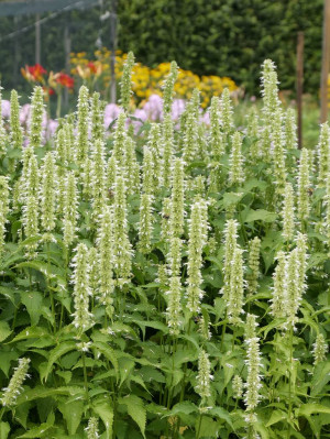 Kłosowiec fenkułowy 'Alabaster' (Agastache) pojemnik P11 (doniczka 11X11X12cm); 1 szt., białe / w odcieniu białym