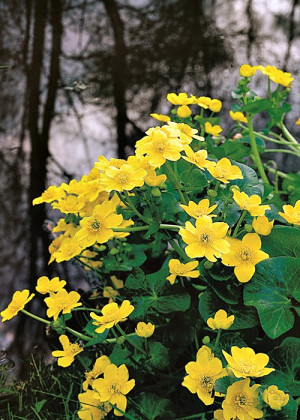 Knieć błotna- kaczeniec (Caltha palustris) pojemnik P13 (doniczka 13x13x13cm), żółte / w odcieniu żółtym