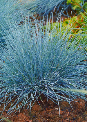 Kostrzewa sina 'Elijah Blue' (Festuca glauca) pojemnik P9 (doniczka 9x9x10cm),