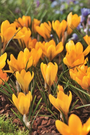 Krokus ogrodowy 'Yellow Giant' (Crocus) pojemnik P9 (doniczka 9x9x10cm) 3 cebule, żółte / w odcieniu żółtym