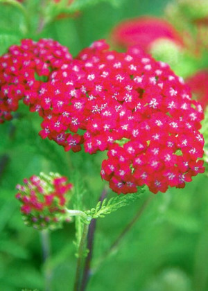Krwawnik 'Laura' (Achillea millefolium) pojemnik P11 (doniczka 11x11x12), czerwone / w odcieniu czerwonym