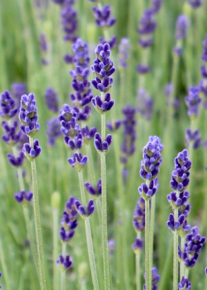 Lawenda 'Hidcote' (Lavandula angustifolia) pojemnik P13 (doniczka 13x13x13 cm), niebieskie / w odcieniu niebieskim