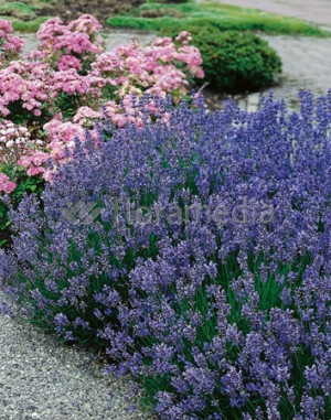 Lawenda 'Munstead' (Lavandula angustifolia) pojemnik P9 (doniczka 9x9x10cm), fioletowe / w odcieniu fioletowym
