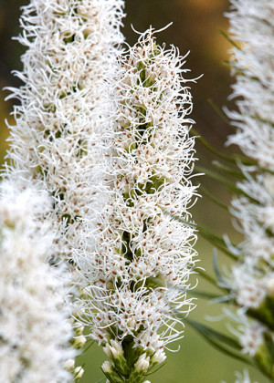Liatra kłosowa biała (Liatris spicata) pojemnik C2 (doniczka okrągła 2 litrowa), białe / w odcieniu białym
