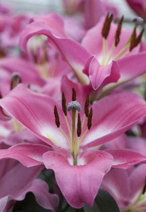 Lilia drzewiasta 'Labrador' (Lilium OT hybrid) cebulki kwiatowe, rozmiar 24+; 1 szt., różowe / w odcieniu różowym