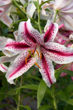 Lilia orientalna 'Dizzy' (Lilium hybr.) pojemnik P15 (doniczka 15x15x15cm), różowe / w odcieniu różowym, białe / w odcieniu białym, kwiaty dwubarwne