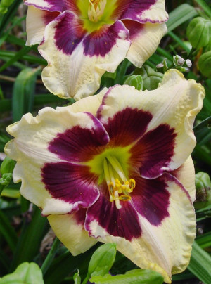 Liliowiec 'Celebration of Angel' (Hemerocallis hybrida) pojemnik C2 (doniczka okrągła 2 litrowa), kwiaty dwubarwne