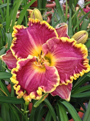 Liliowiec 'Daria' (Hemerocallis hybrida) pojemnik C2 (doniczka okrągła 2 litrowa), fioletowe / w odcieniu fioletowym, kwiaty dwubarwne