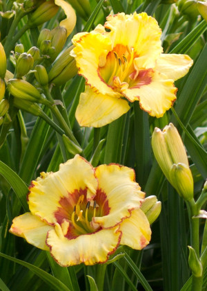 Liliowiec 'Irresistible Charm' (Hemerocallis hybrida) sadzonka korzeniowa, kwiaty dwubarwne