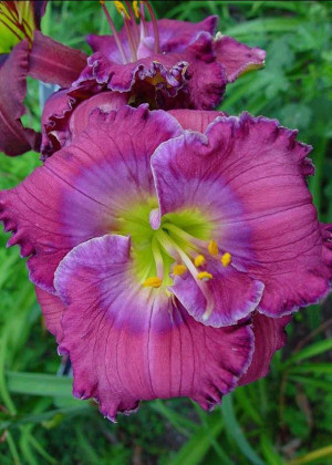 Liliowiec 'Lavender Blue Baby' (Hemerocallis hybrida) sadzonka korzeniowa, niebieskie / w odcieniu niebieskim, fioletowe / w odcieniu fioletowym