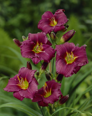 Liliowiec 'Little Grapette' (Hemerocallis hybrida) sadzonka korzeniowa, czerwone / w odcieniu czerwonym