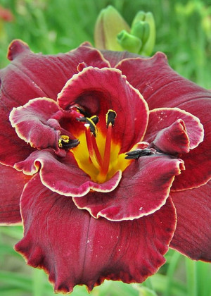 Liliowiec 'Night Embers' (Hemerocallis hybrida) pojemnik C2 (doniczka okrągła 2 litrowa), czerwone / w odcieniu czerwonym