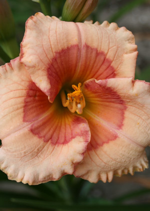 Liliowiec 'Raspberry Winter' (Hemerocallis hybrida) sadzonka korzeniowa, różowe / w odcieniu różowym