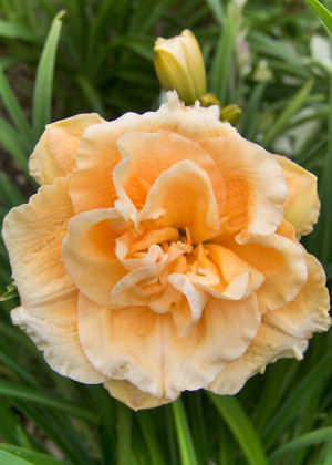 Liliowiec 'Siloam Double Success' (Hemerocallis hybrida) sadzonka korzeniowa, różowe / w odcieniu różowym