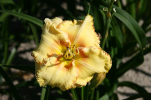 Liliowiec 'Steve Trimmer' (Hemerocallis hybrida) sadzonka korzeniowa, żółte / w odcieniu żółtym