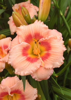 Liliowiec 'Sweet Sugar Candy' (Hemerocallis hybrida) pojemnik C2 (doniczka okrągła 2 litrowa), różowe / w odcieniu różowym