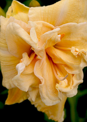 Liliowiec 'Vanilla Fluff' (Hemerocallis hybrida) pojemnik C2 (doniczka okrągła 2 litrowa), białe / w odcieniu białym