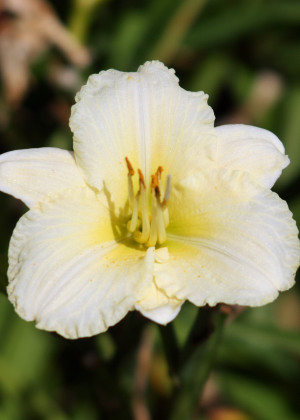 Liliowiec 'White Lemonade' (Hemerocallis hybrida) pojemnik C2 (doniczka okrągła 2 litrowa), białe / w odcieniu białym