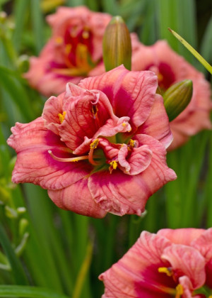 Liliowiec 'Just My Size' (Hemerocallis hybrida) sadzonka korzeniowa, różowe / w odcieniu różowym