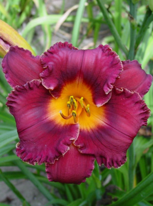 Liliowiec 'Night Whispers' (Hemerocallis hybrida) sadzonka korzeniowa, fioletowe / w odcieniu fioletowym