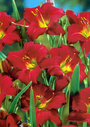 Liliowiec 'Pardon Me' (Hemerocallis hybrida) sadzonka korzeniowa, czerwone / w odcieniu czerwonym