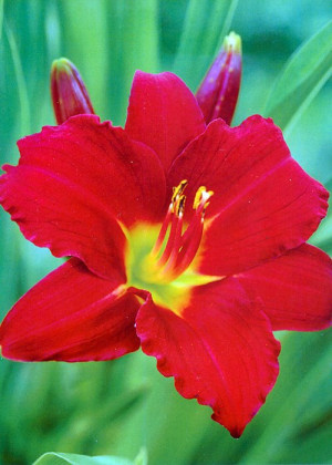 Liliowiec 'Ruby Stella' (Hemerocallis hybrida) sadzonka korzeniowa, czerwone / w odcieniu czerwonym