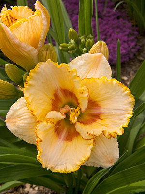 Liliowiec 'Sixth Sense' (Hemerocallis hybrida) sadzonka korzeniowa, żółte / w odcieniu żółtym