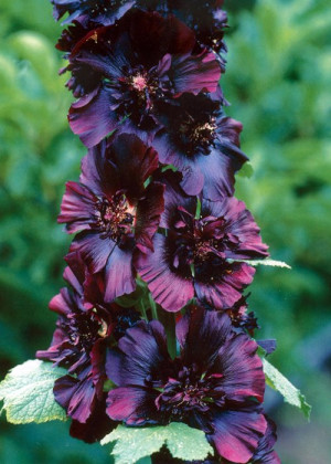 Malwa 'Blacknight' (Alcea rosea) pojemnik P9 (doniczka 9x9x10cm), czarne / bardzo ciemne