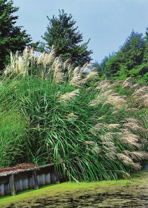 Miskant chiński 'Silberfeder' (Miscanthus sinensis) pojemnik C2 (doniczka okrągła 2 litry),