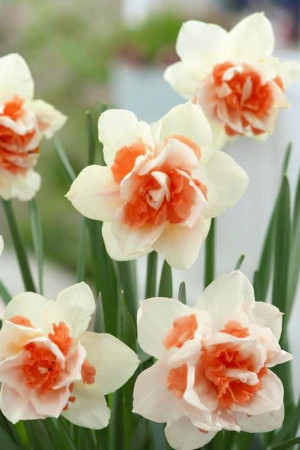 Narcyz pełny 'Replate' (Narcissus) pojemnik P9 (doniczka 9x9x10cm) 1 cebula, kwiaty dwubarwne