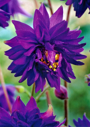Orlik 'Barlow Blue' (Aquilegia ×hybrida) pojemnik C2 (doniczka okrągła 2 litrowa), niebieskie / w odcieniu niebieskim