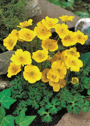 Pełnik niski (Trollius pumilus) pojemnik P9 (doniczka 9x9x10cm), żółte / w odcieniu żółtym