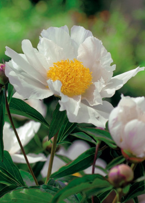 Piwonia 'Jan van Leeuwen' (Paeonia lactiflora) sadzonka 2/3 oczka, białe / w odcieniu białym