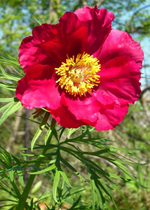 Piwonia koperkowa czerwona (Paeonia tenuifolia) pojemnik C2 (doniczka okrągła 2 litry), czerwone / w odcieniu czerwonym