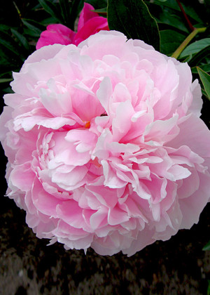 Piwonia jasnoróżowa (Paeonia lactiflora) sadzonka 3/5 oczek, różowe / w odcieniu różowym