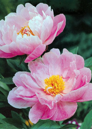 Piwonia różowa (Paeonia lactiflora) pojemnik P3.5 (doniczka kwadratowa 3,5 litra), różowe / w odcieniu różowym