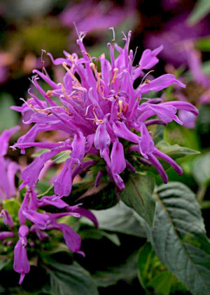 Pysznogłówka 'Balmy Lilac' (Monarda didyma) pojemnik P11 (doniczka 11X11X12cm); 1 szt., fioletowe / w odcieniu fioletowym