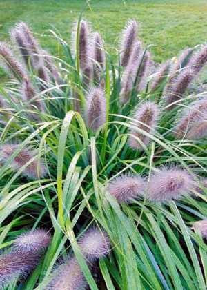 Rozplenica 'Moudry' (Pennisetum alopecuroides) pojemnik P9 (doniczka 9x9x10cm), brązowe / w odcieniu brązowym